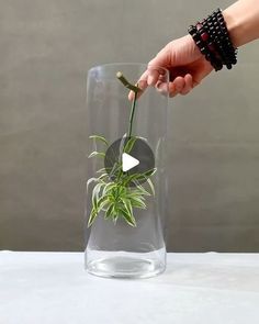 a person holding a plant in a glass vase