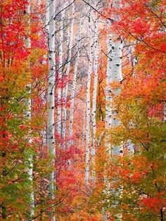 Wasatch Mountains Utah, 수채화 그림, Colorful Trees, Autumn Scenery, Autumn Forest, Lombok, Stock Paper