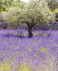 a field full of purple flowers next to a stone wall and an olive tree in the background