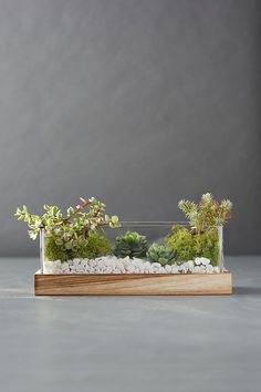 a glass vase filled with plants on top of a table