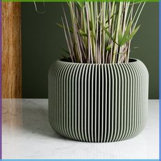 a potted plant sitting on top of a table