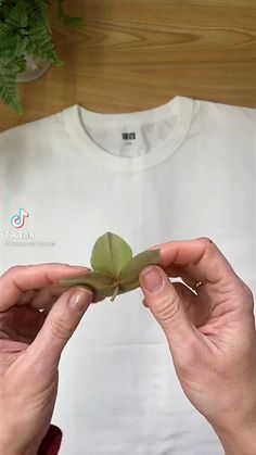 two hands are holding a small green plant in front of a white t - shirt