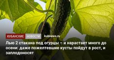 a close up of a leaf on a plant with the words in russian above it