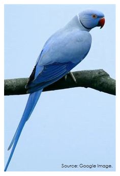 a blue bird sitting on top of a tree branch with sky in the back ground