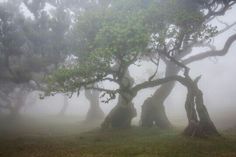 several trees in the fog on a grassy area with grass and leaves around them,