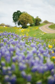 wildflowers grow along the side of a country road