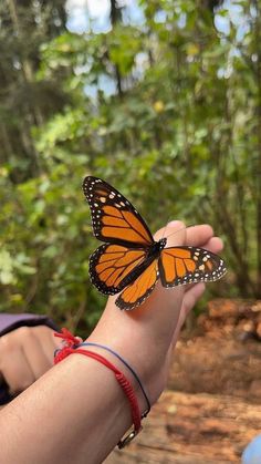 Butterfly Biosphere, Butterfly Migration, Different Types Of Animals, Models To Draw, Coffee Photos, The Monarch, Butterflies Flying