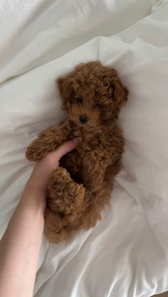 a person holding a teddy bear in their hand on top of a white bed sheet