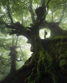 a person standing in the middle of a mossy tree