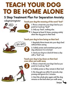 TEACH YOUR DOG TO BE HOME ALONE Train Your Puppy, Dog Quotes Love, Bulldog Breeds, Basic Dog Training, Dog Training Advice, Notes Ideas, Helpful Things, Best Dog Training, Dog Home