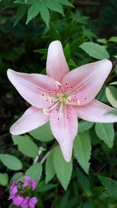 a pink flower with green leaves in the background