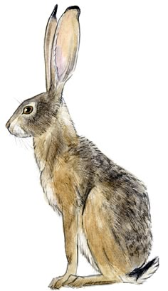 a drawing of a brown and white rabbit sitting in front of a white background,