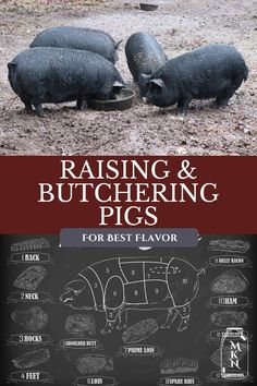 the cover of raising and butchering pig's for best flavor, with three pigs in