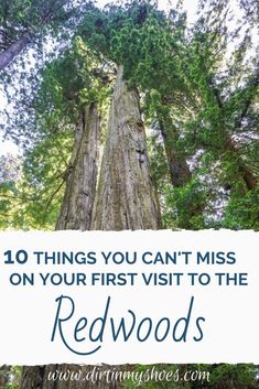 redwood trees with the text 10 things you can't miss on your first visit to the redwoods