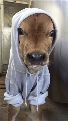 a cow wearing a hoodie looking at the camera while standing in front of a refrigerator