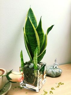 a potted plant sitting on top of a wooden table next to a cup and saucer