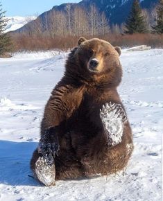 a large brown bear sitting in the snow