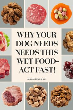 the words, why your dog needs this wet food - act fast? are overlaid with pictures of different foods