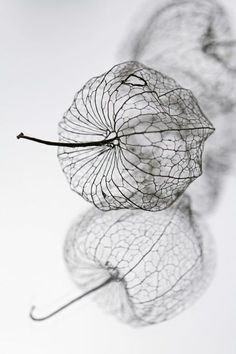 two leaf shaped objects sitting on top of each other