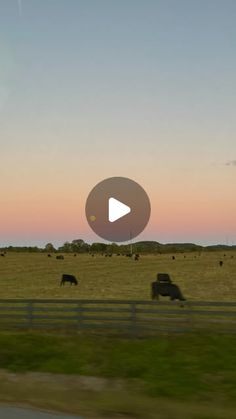 cows grazing in a field at sunset or dawn