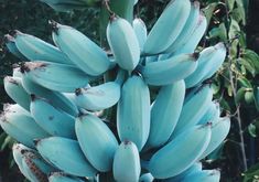 bunches of bananas still on the tree ready to be picked