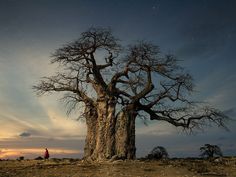 a person standing in front of a baobab tree at night with the stars above