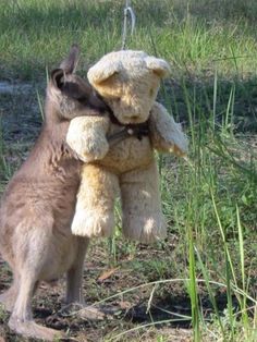 a kangaroo holding onto a stuffed animal in the grass