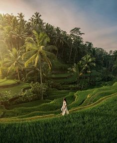 a woman walking in the middle of a lush green rice field with palm trees on both sides