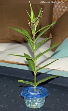 a small green plant in a blue plastic container on a black table next to a bed