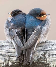 two small birds sitting on top of a wooden fence post with their beaks touching each other