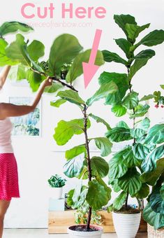 a woman is holding up a plant with the words cut here above it and below it