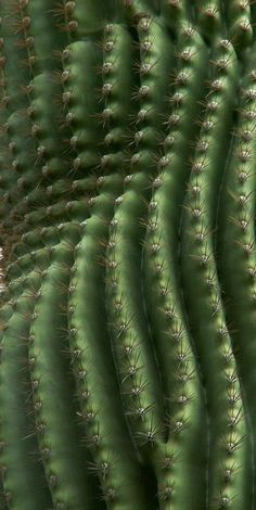 a close up view of a green cactus