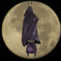 a bat hanging upside down in front of a full moon