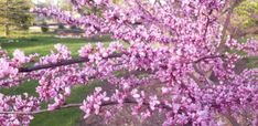 purple flowers are blooming on the branches of trees