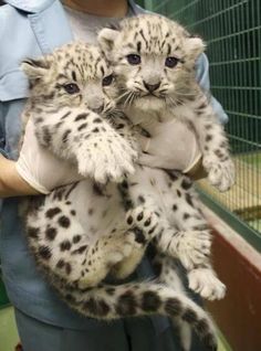 two baby snow leopards are being held by a woman