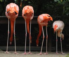 four pink flamingos standing next to each other