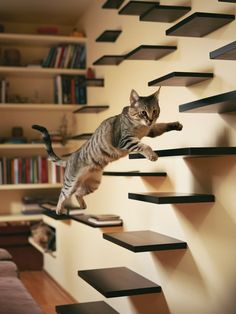 a cat is jumping up and down the stairs