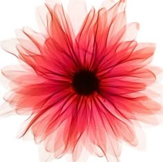 a red and white flower on a white background