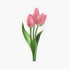 three pink tulips sticker on a light gray background with green stems in the center