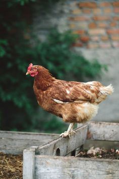 a brown and white chicken standing on top of a wooden box