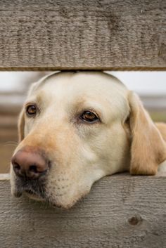 a close up of a dog's face on a wooden bench