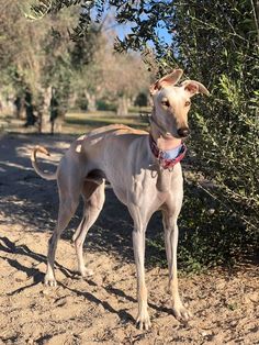 a dog is standing in the dirt near some trees and bushes, looking at the camera