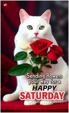 a white cat holding a red rose with the caption sending flowers your way for a happy saturday