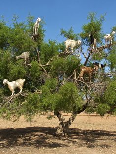 goats are climbing up and down the branches of a tree in an arid area with sparse grass