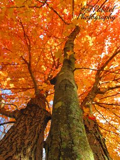 two tall trees standing next to each other in front of an orange and yellow tree