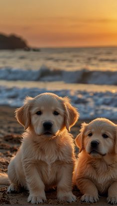 two golden retriever puppies sitting on the beach at sunset