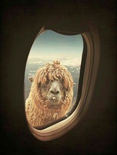 an animal looking out the window of an airplane