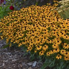 yellow and black flowers in a garden with lots of green leaves on the top right side