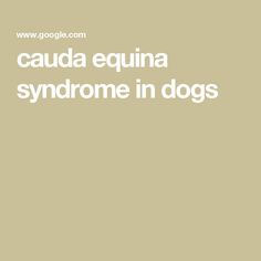 cauda equina syndrome in dogs Cauda Equina, Dogs