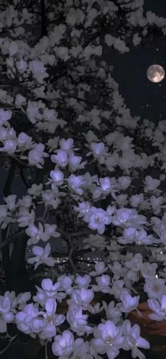 white flowers are blooming in front of a full moon at night with the lights on